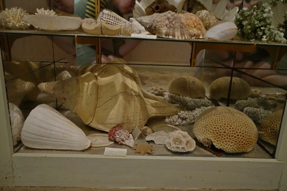 Shells
