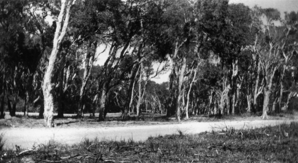 View of Lucas Avenue froom the Dillons' house after Bonville fence was removed, 1958