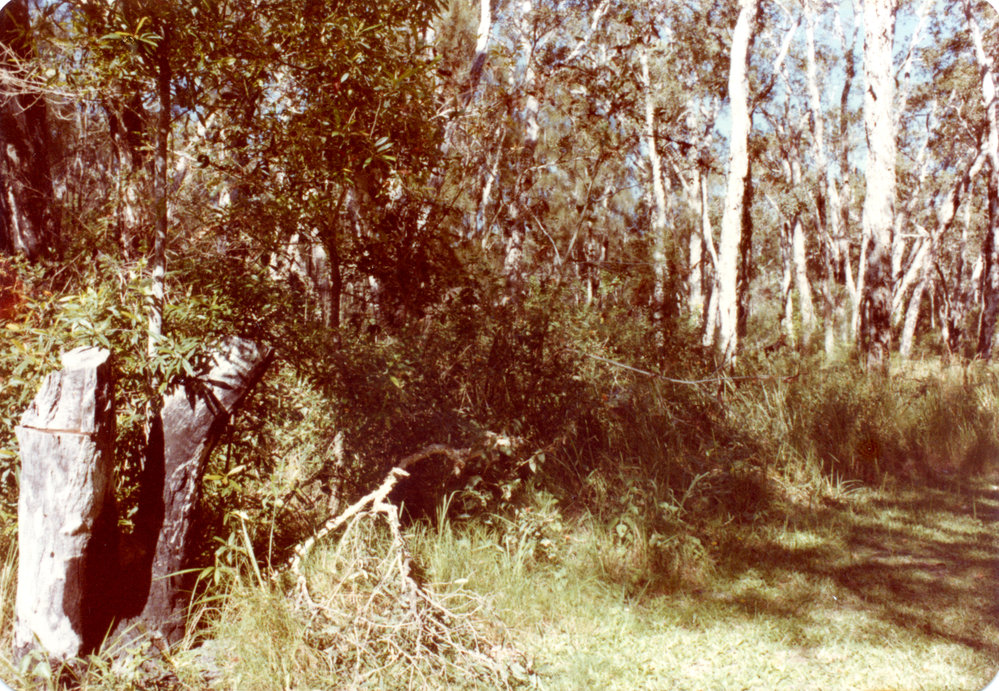 The Woolgoolga Lakeside Reserve area before vegetation clearance, c.1970