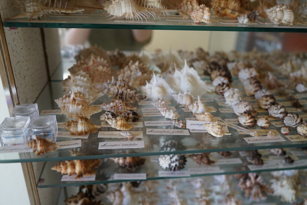 Shells