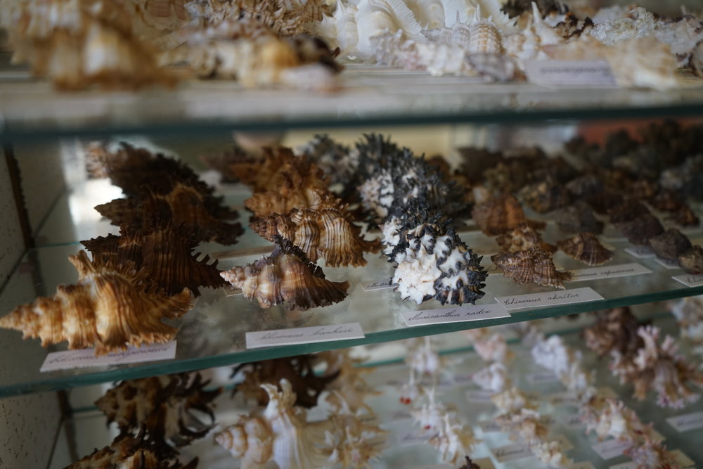 Shells