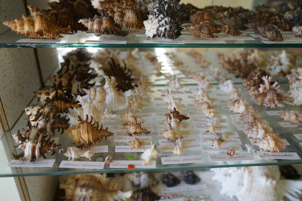 Shells