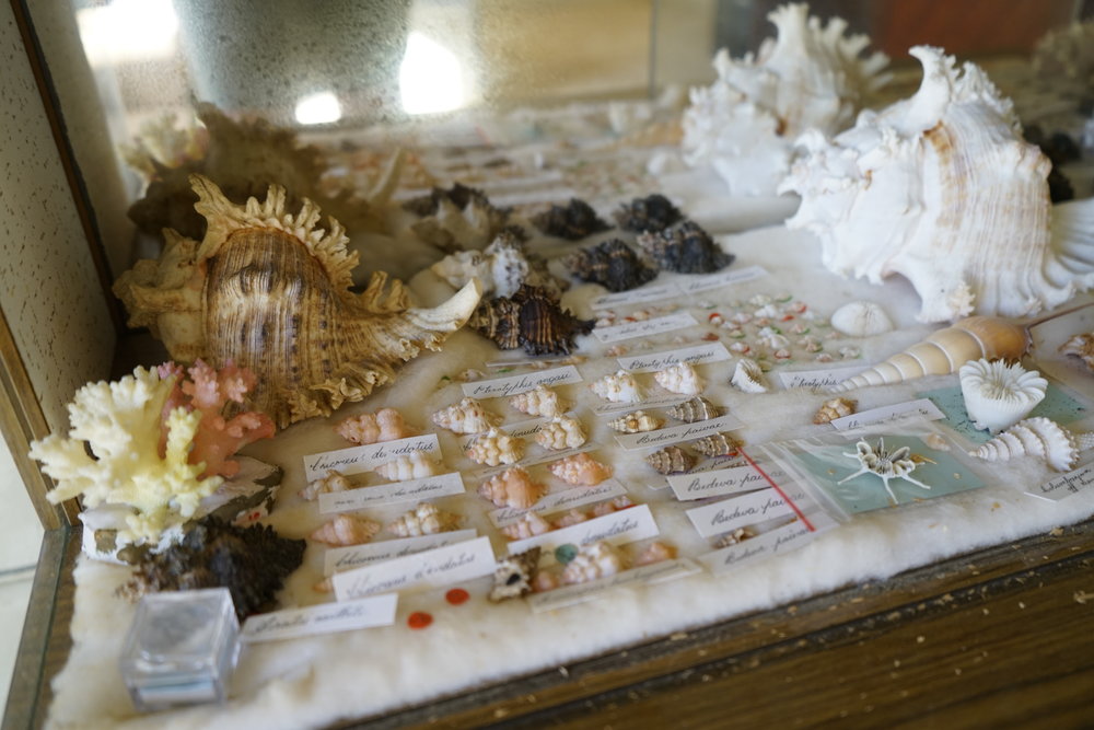 Shells