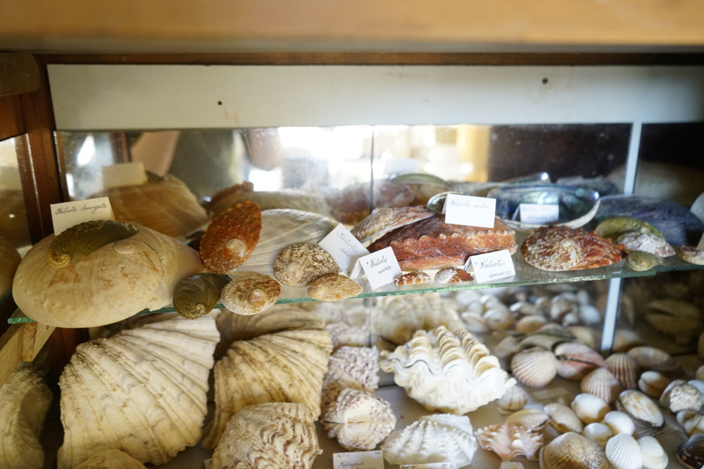 Shells