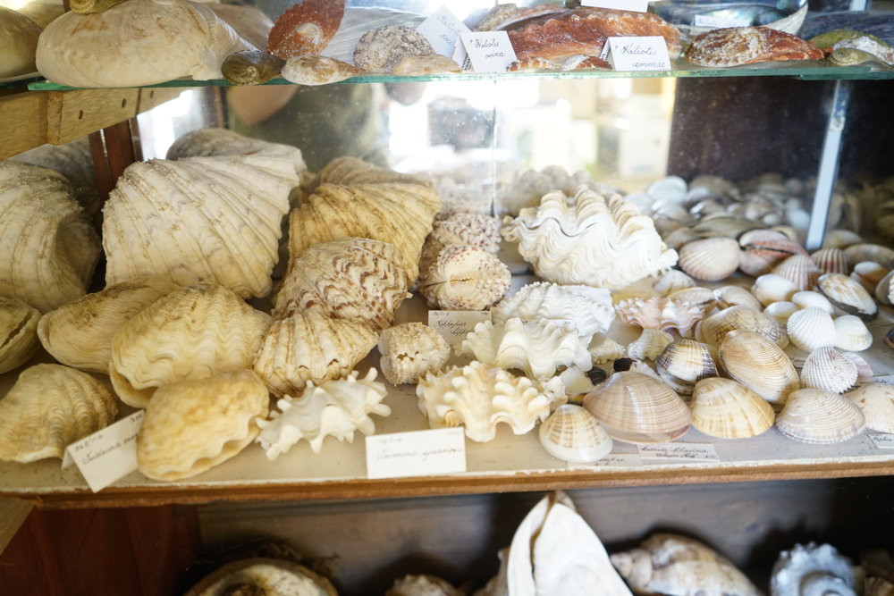 Shells