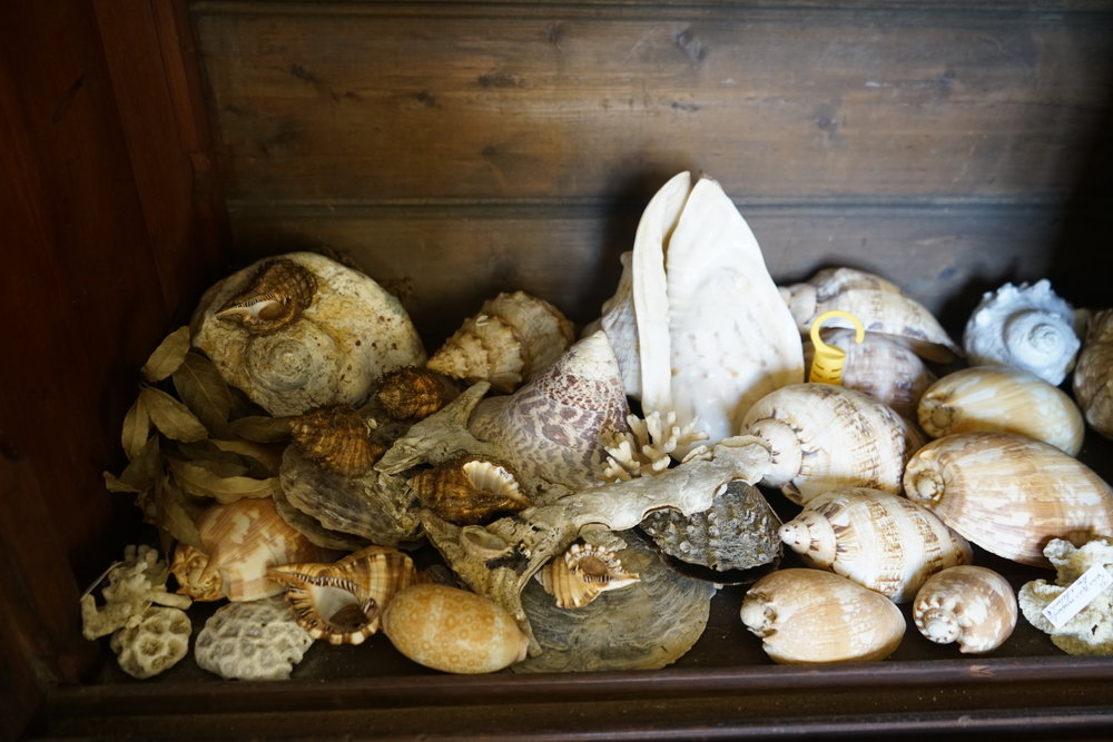 Shells