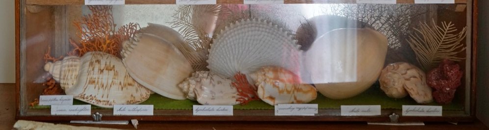 Shells