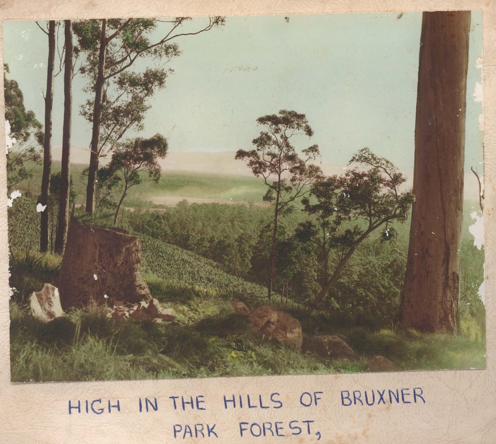 A poem about logging in Bruxner Park