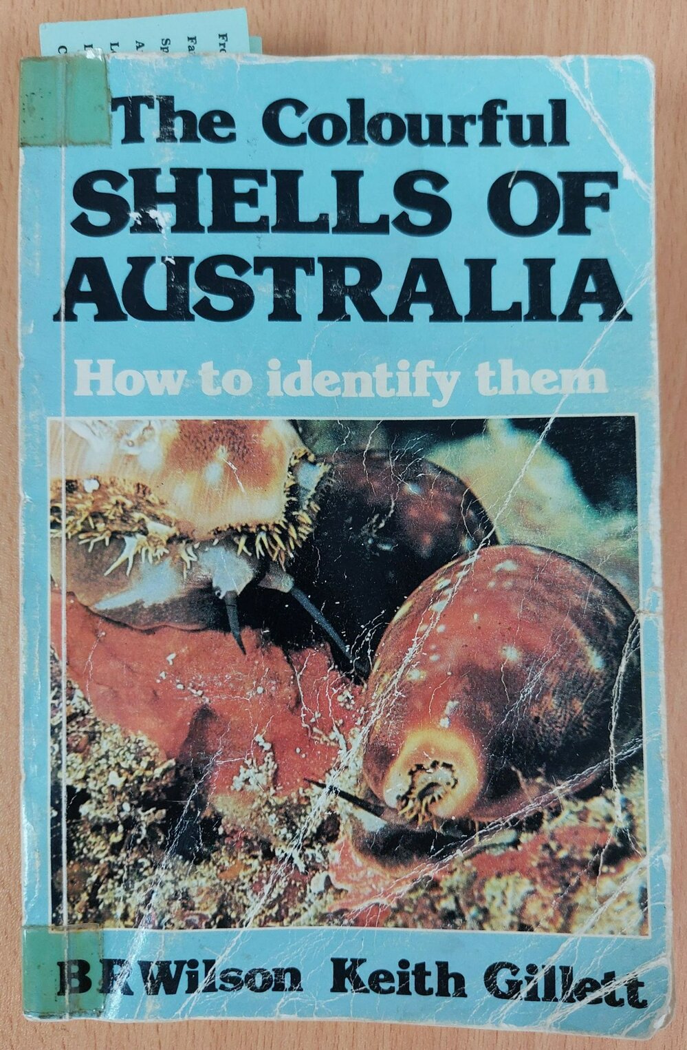 The Colourful Shells of Australia: How to identify them