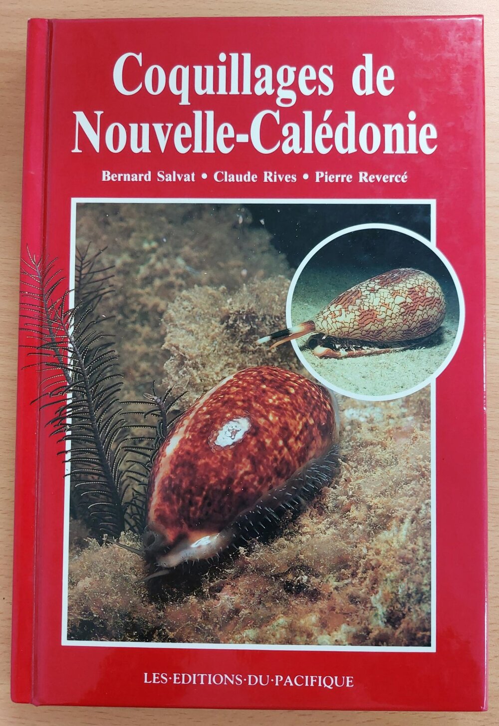Coquillages de Nouvelle-Caledonie