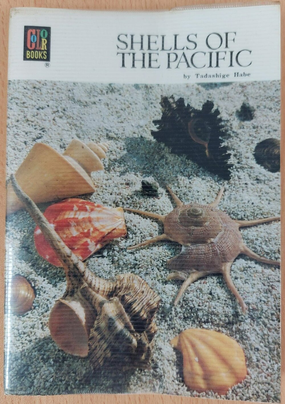 Shells of the Pacific