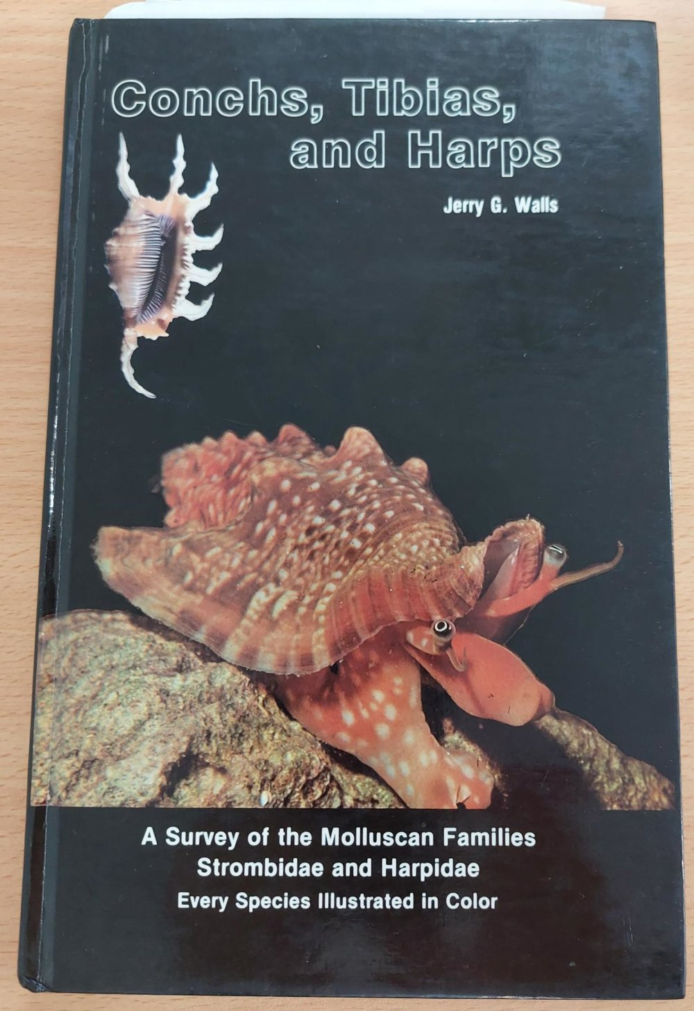 Conchs, Tibias, and Harps