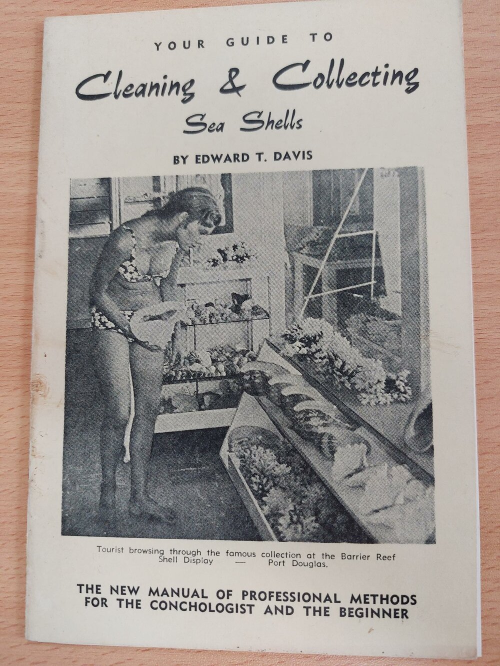 Your Guide to Cleaning &amp; Collecting Sea Shells