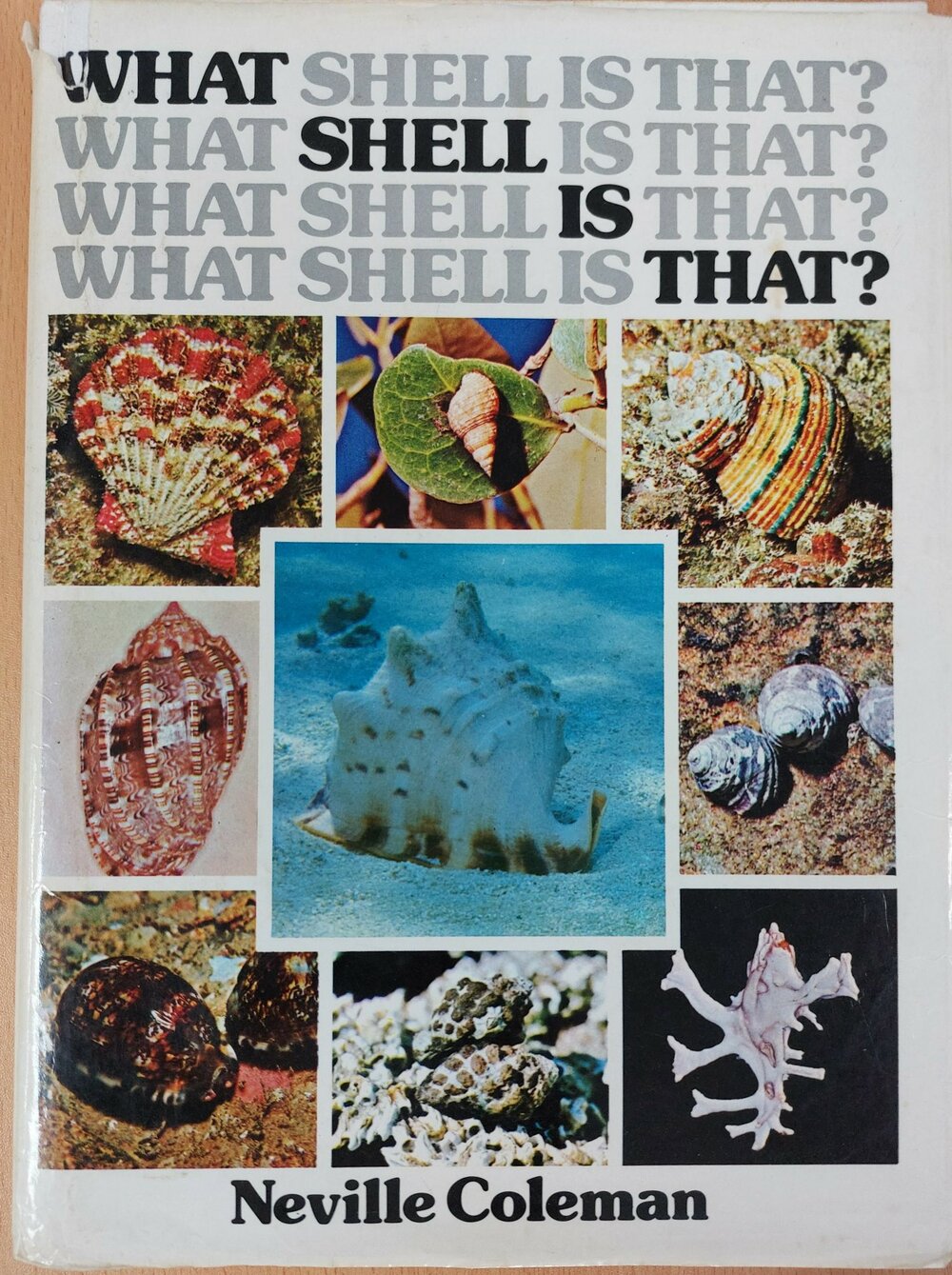 What shell is that?