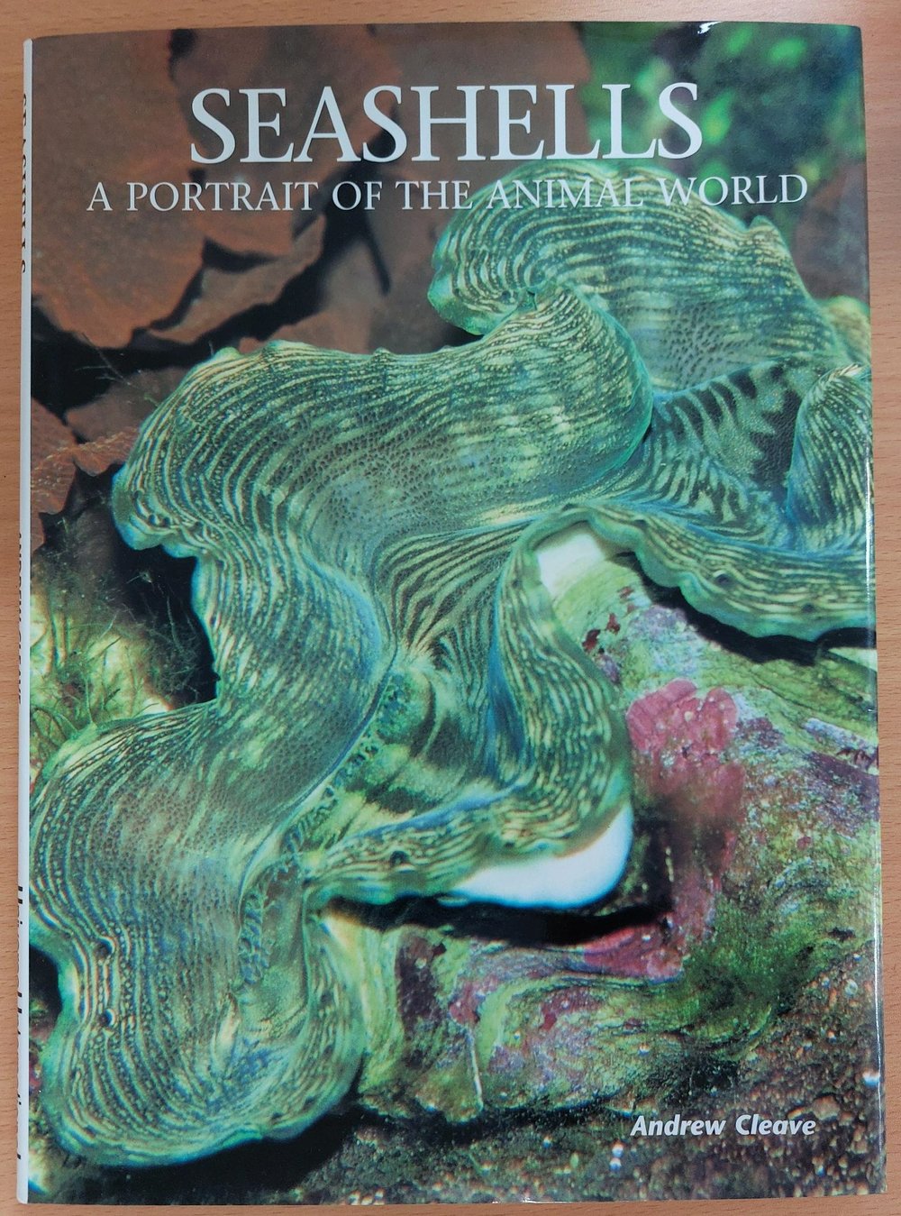 Seashells: A Portrait of the Animal World