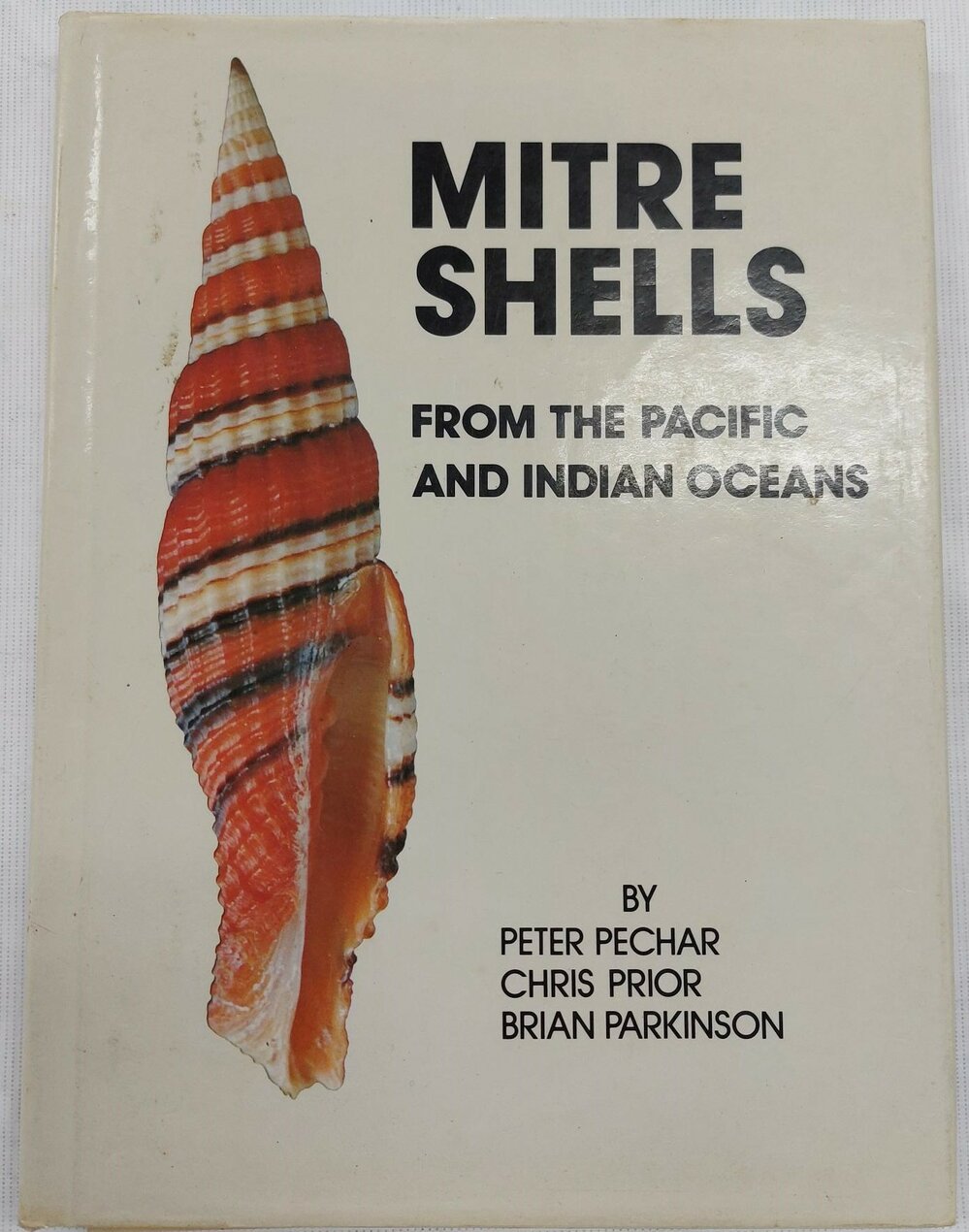 Mitre Shells From the Pacific and Indian Oceans