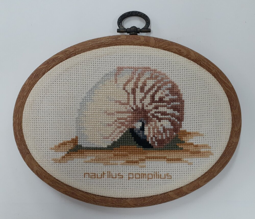 nautilus pompilius