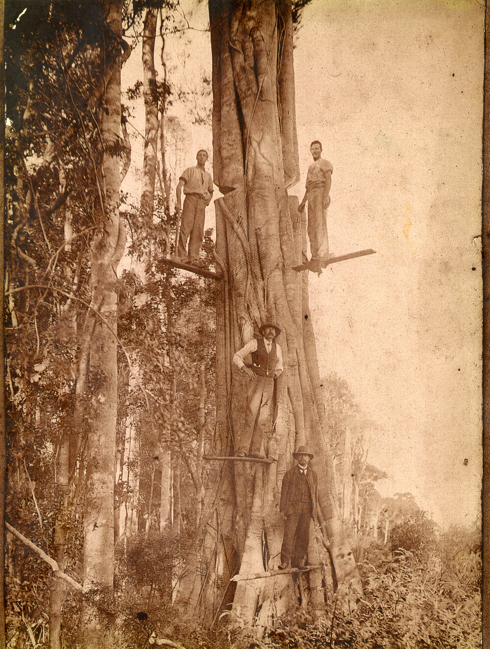The timbercutter gang stands on springboards