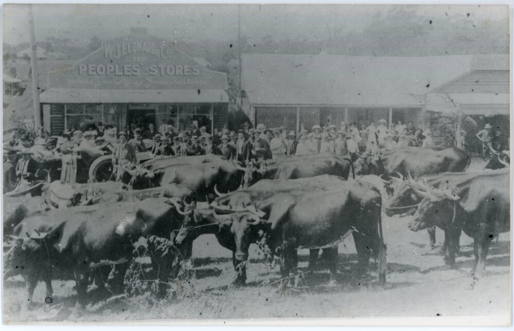 A bullock team stands at the Leonard's and Woolgoolga General stores, early 1900s