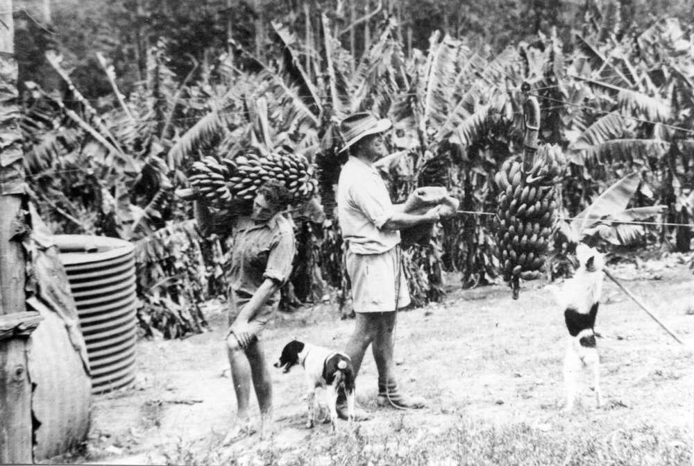 Bert Hannaford carries bananas to the packing shed while his brother Reg waits for the flying fox