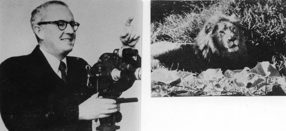 Jack Gerard captures five escaped Wirth's circus lions with his movie camera, 26 May 1953 