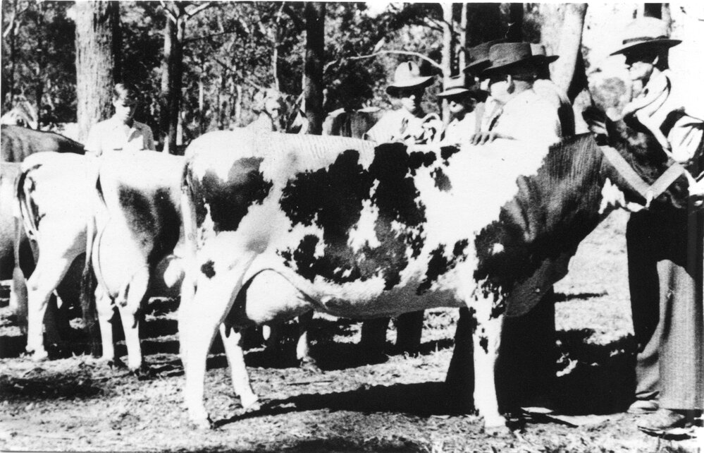 Cattle judging competition, 8 May 1952