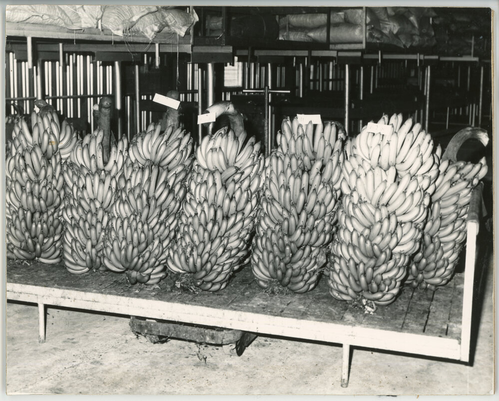 A stand of banana bunches