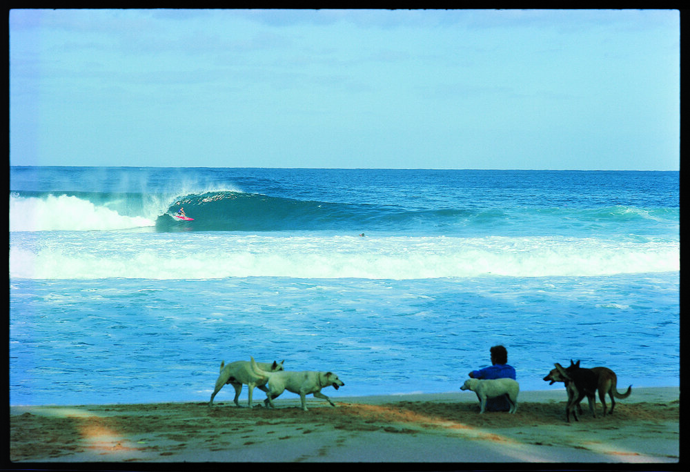 Pipeline dogs &ndash; 1976