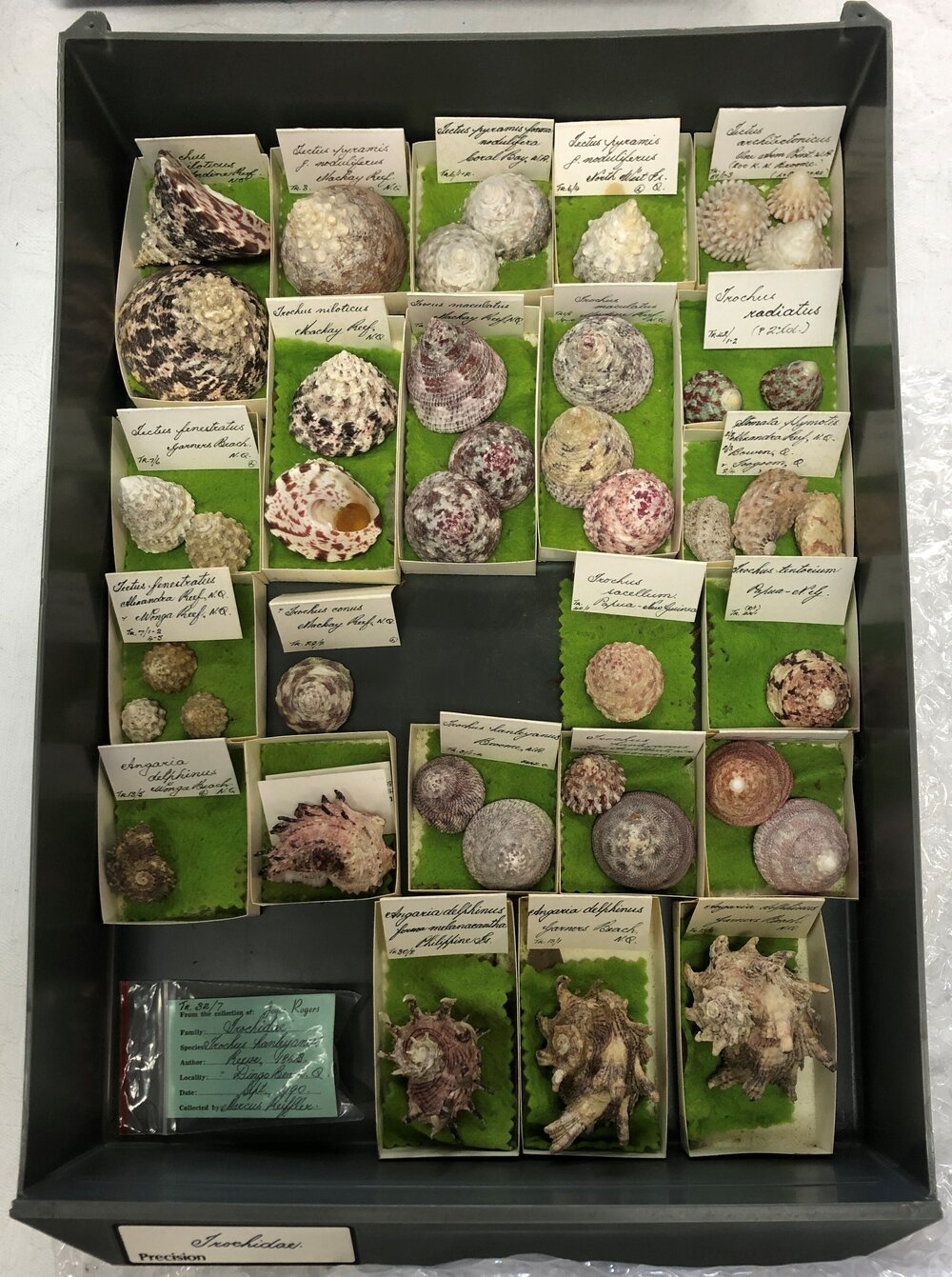 Shells