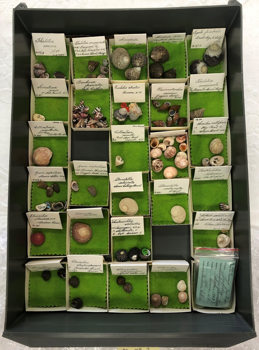 Shells