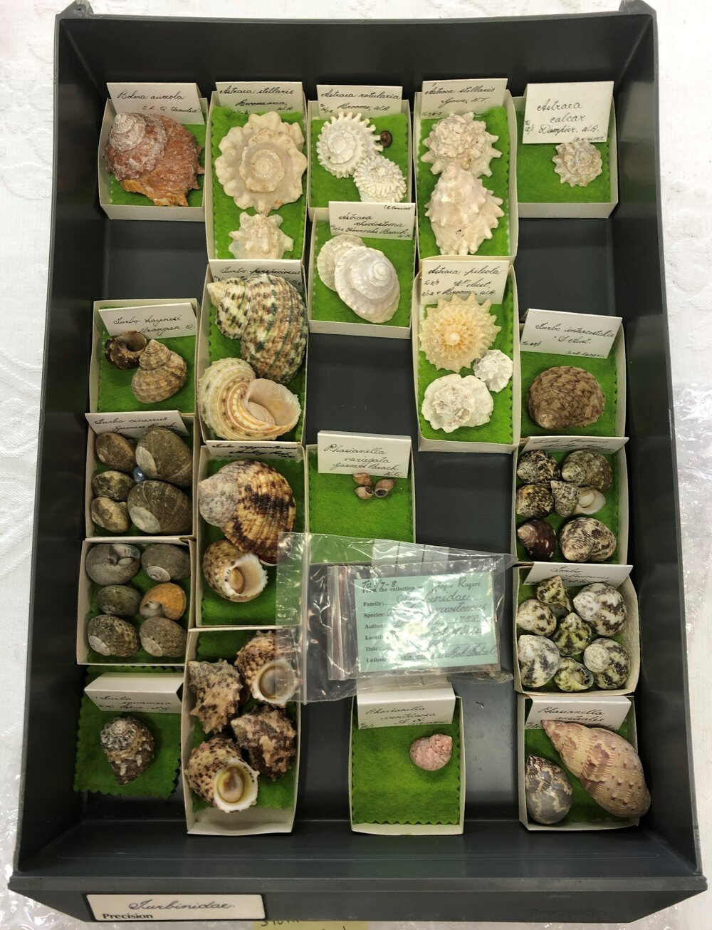 Shells