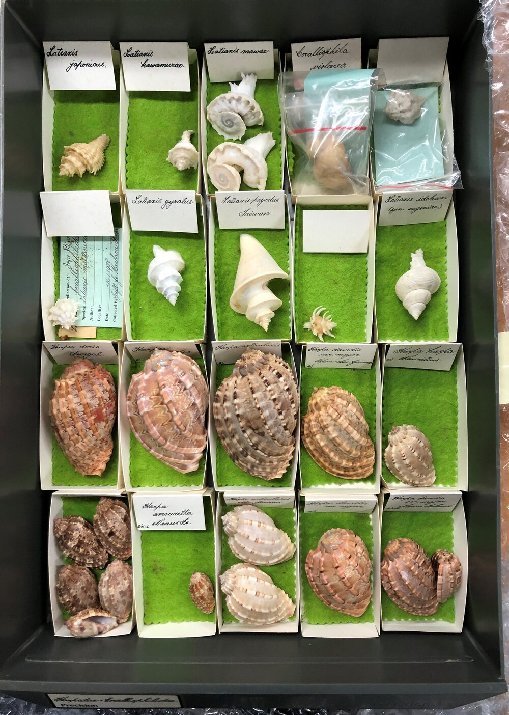 Shells