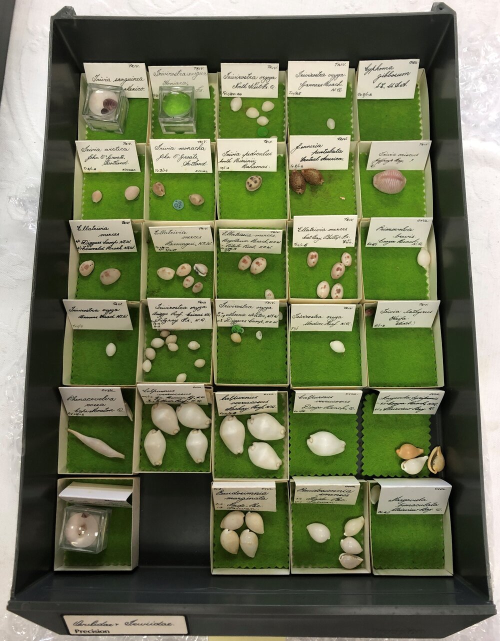 Shells