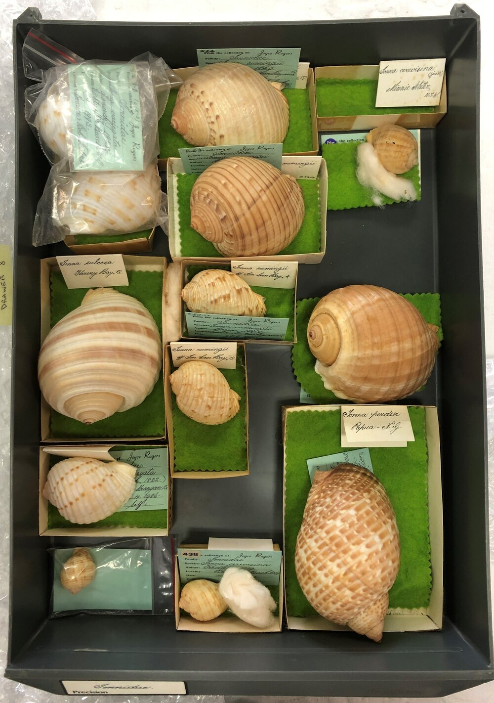Shells