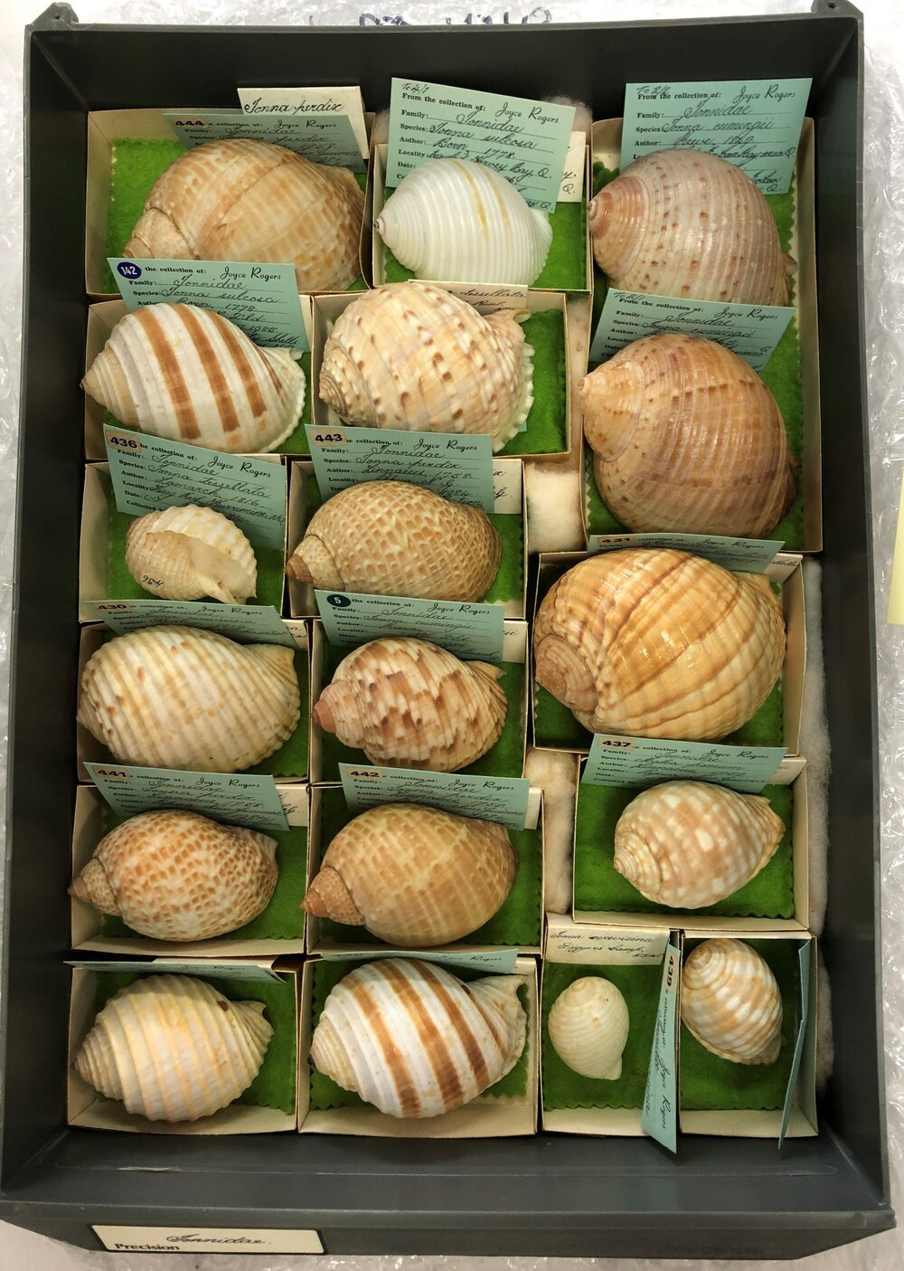 Shells