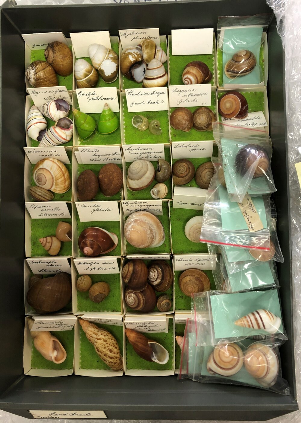 Shells