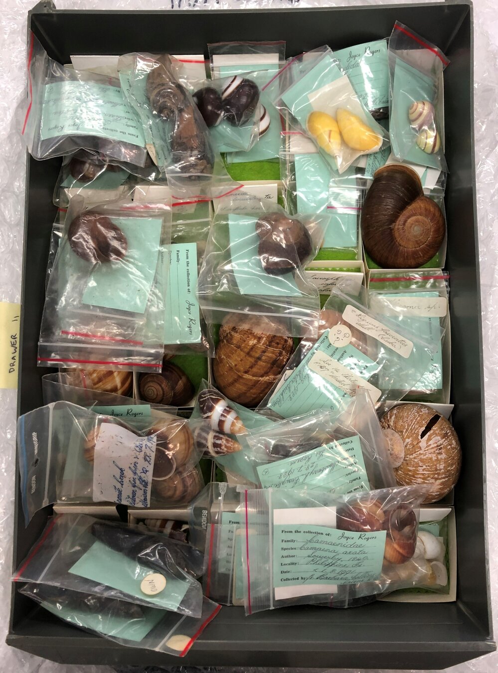 Shells