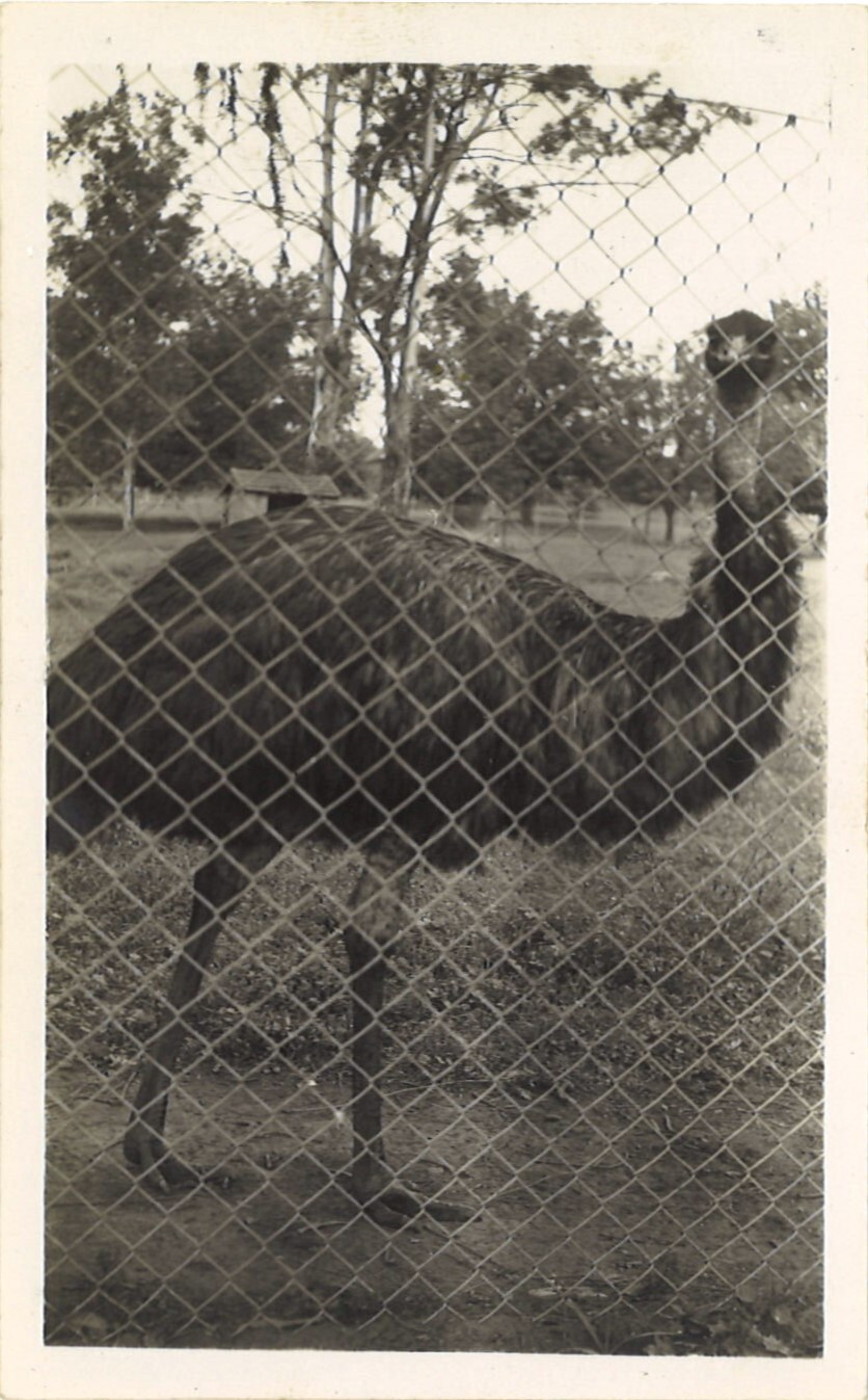 Emu at Parramatta Park, 1946