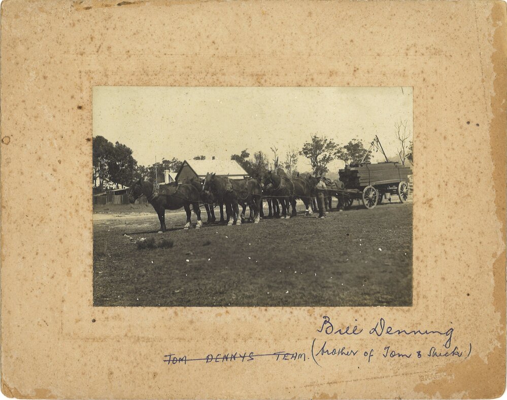 Bill Denning with horse team, Coramba Road, Coffs Harbour, 1918-1920