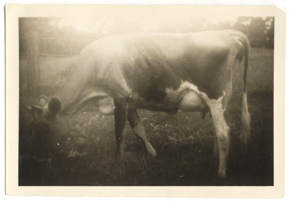 Dairy cow