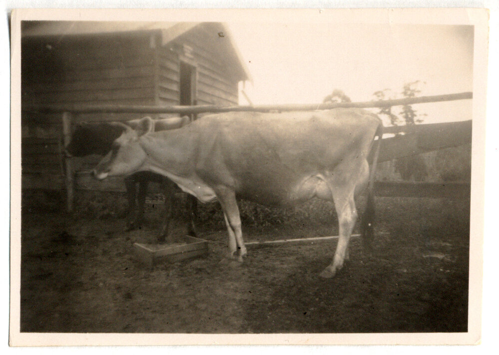 Photograph of dairy cows