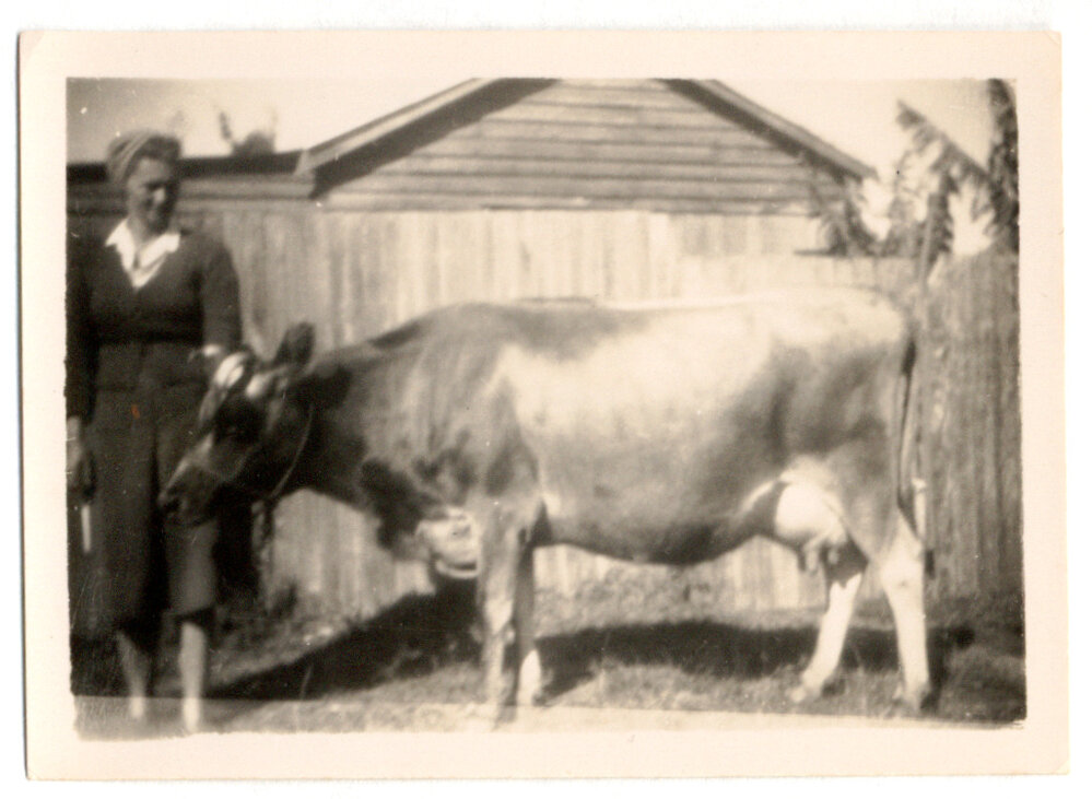 Photograph of woman with a dairy cow 