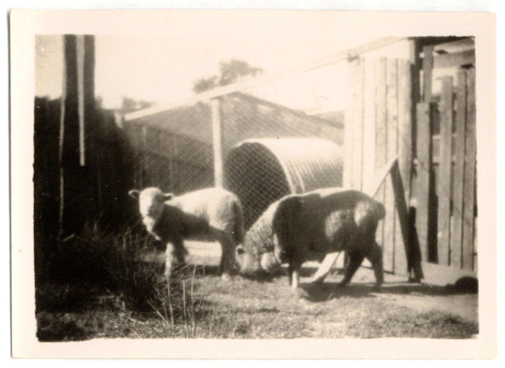 Photograph of woman with a dairy cow 