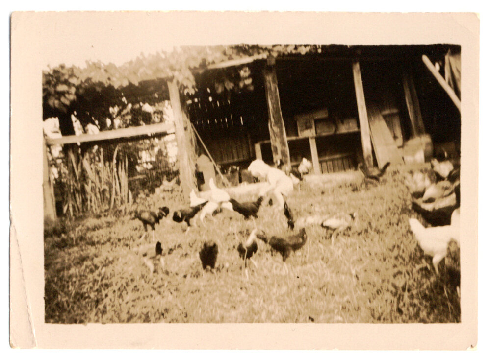 Photograph of woman with a dairy cow 