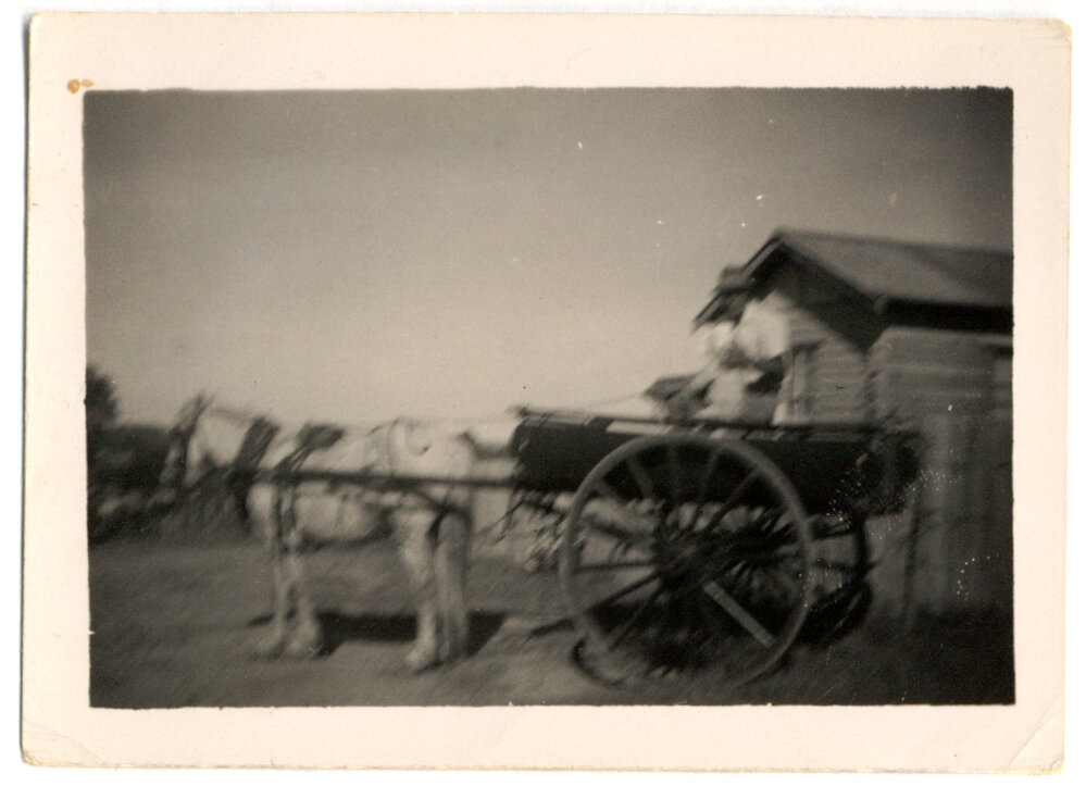 Photograph of man in a horse drawn buggy