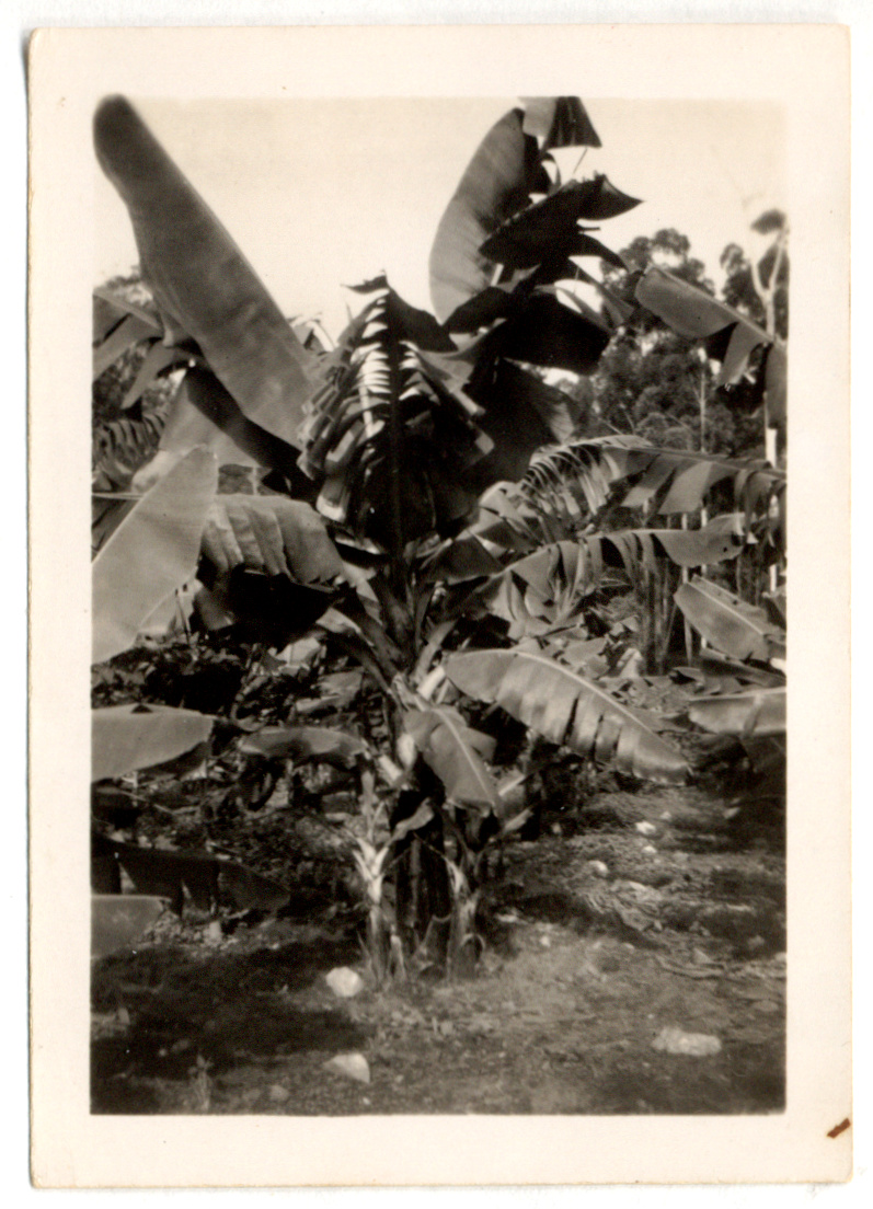 Photograph of banana plantation