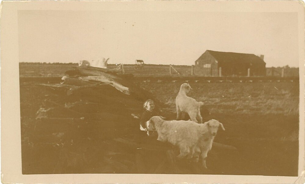 Goats and child