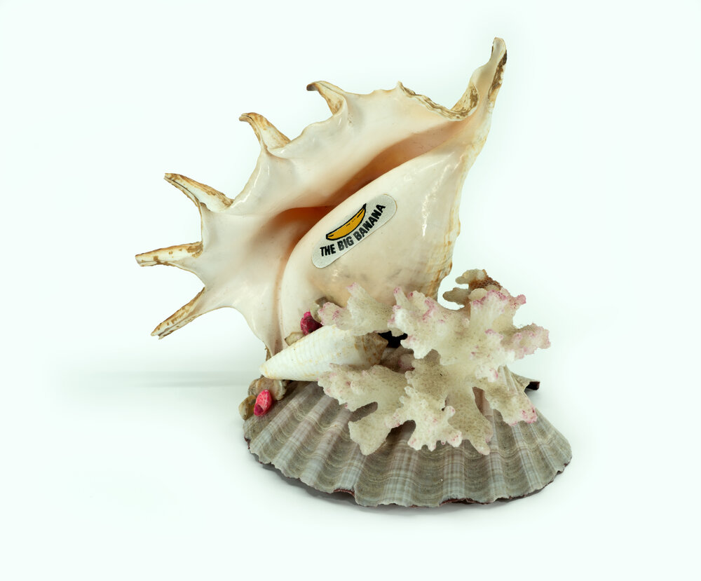 Shell Souvenir