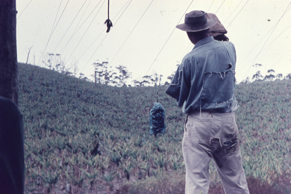 Banana plantation at Woolgoolga