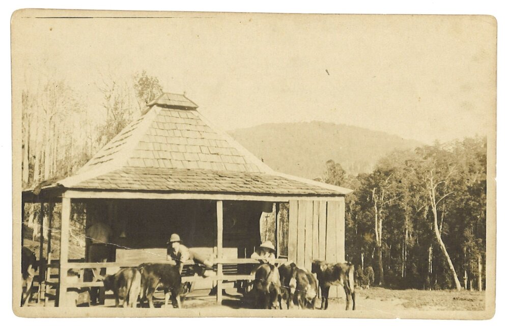 Calves feeding in front of cream shed, Dairyville